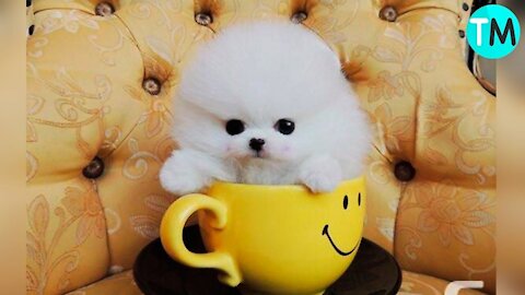 Mypuppy cute
