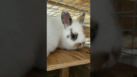 #babybunny #farmanimals #cuteanimals #babyanimals #homesteading #bunny #bunnies #farmlife