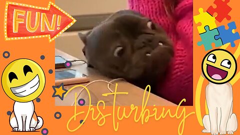 Funniest Animals in the World 2024😹 Try not to Laugh 😂 Funny Videos 😻🐶 | Part 12 😁Funniest Disturbing Pets! 😳🐾
