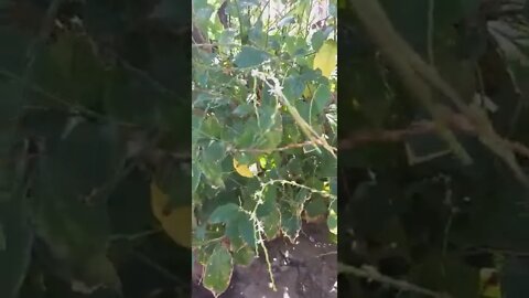 planta espanta inveja meu olhado e até as pessoas #shorts