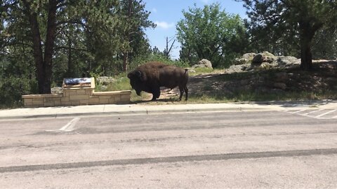 Bison at wind cave national park
