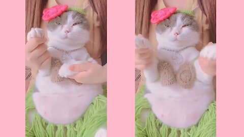 Cute cat dancing very funny video