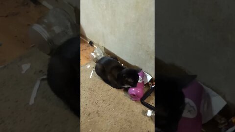 kitty is sleeping #shorts #shortsvideo #youtubeshorts