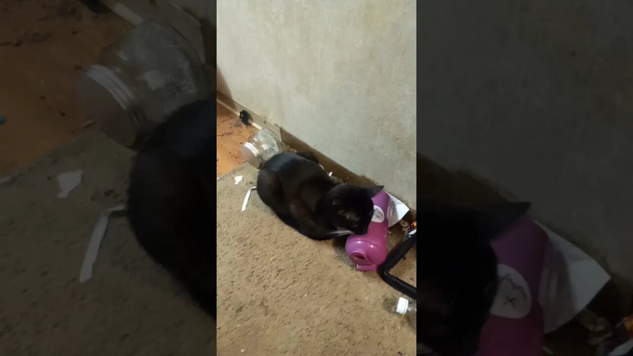 kitty is sleeping #shorts #shortsvideo #youtubeshorts