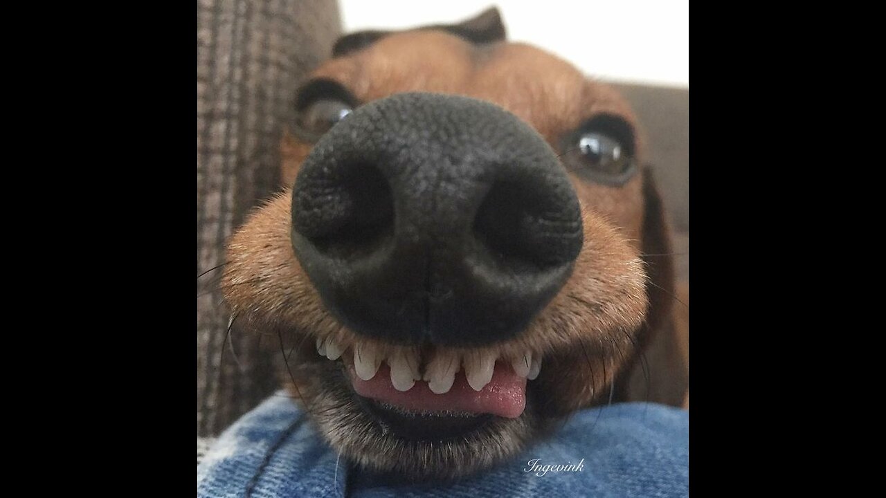 Funny dog video
