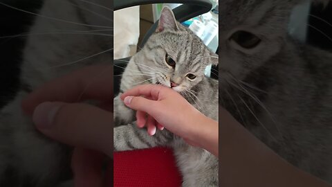 Cute Cat.