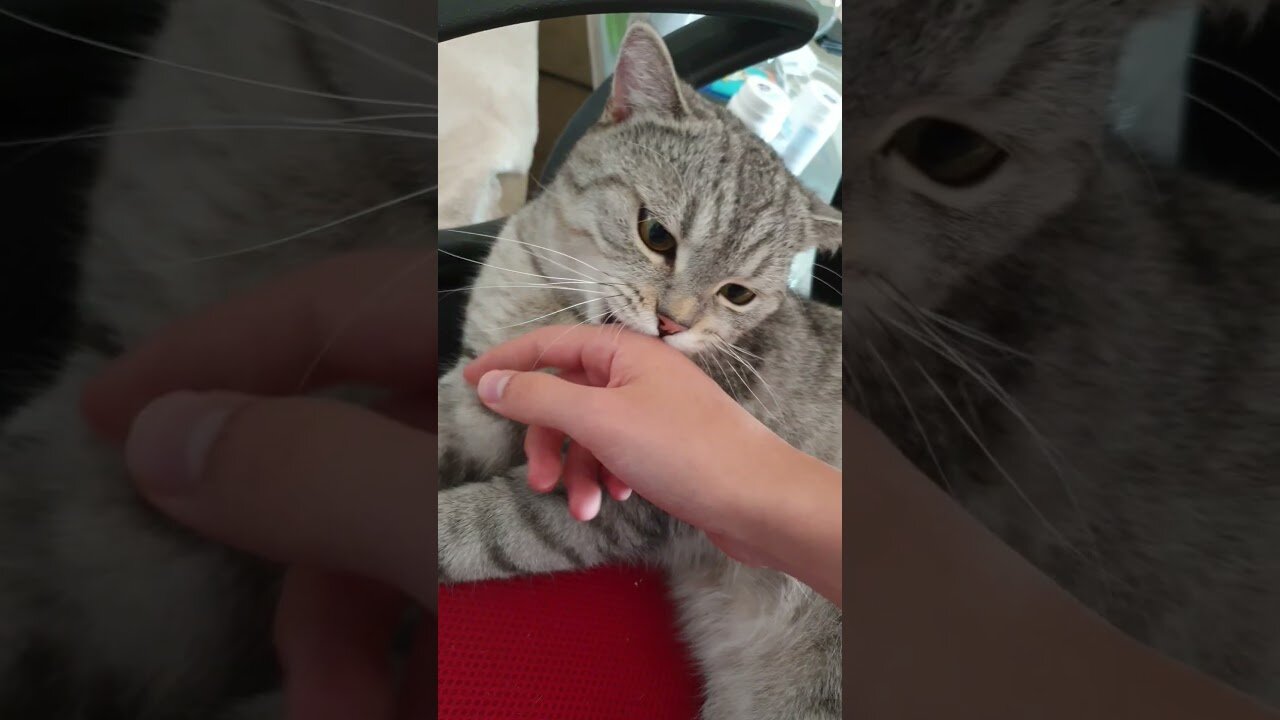 Cute Cat.