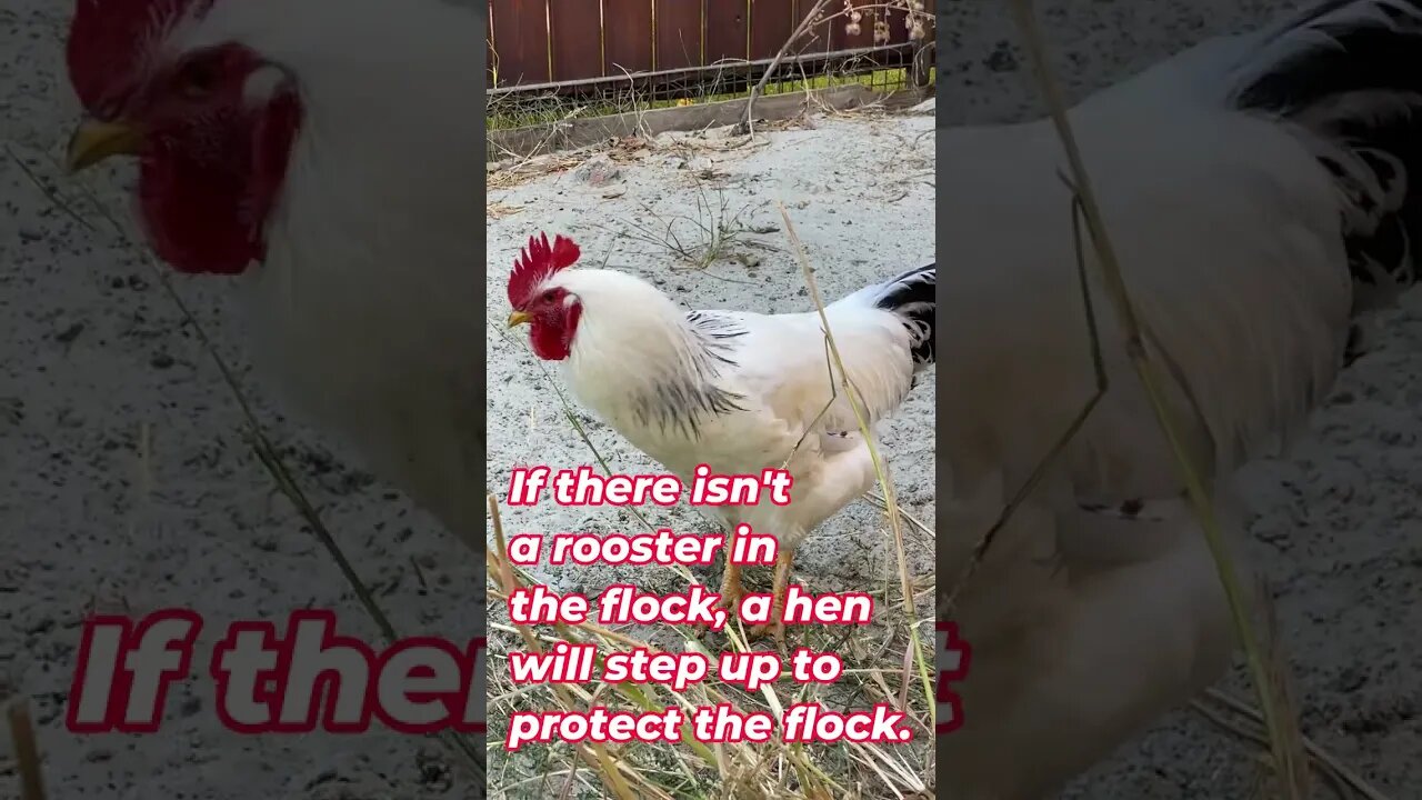Rooster Sounds And Facts #Shorts 📢