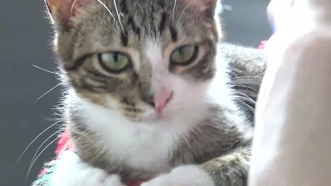 Kitten Rudolph Is Sleepy in the Morning - החתלתול רודולף ישנוני בבוקר