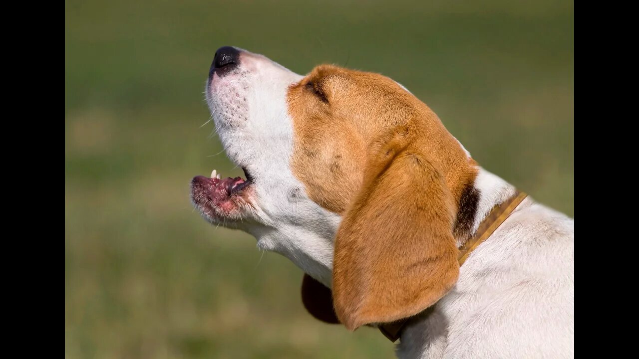 TOP 10 dog barking videos compilation 2023 Dog barking sound - Funny dogs