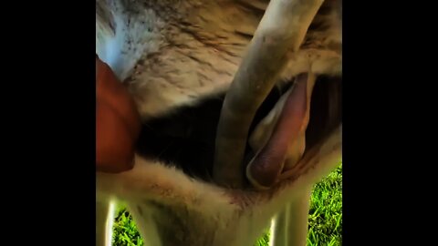 Kangaroo 🦘 baby inside her mother | #Shorts #animal #Kangaroo