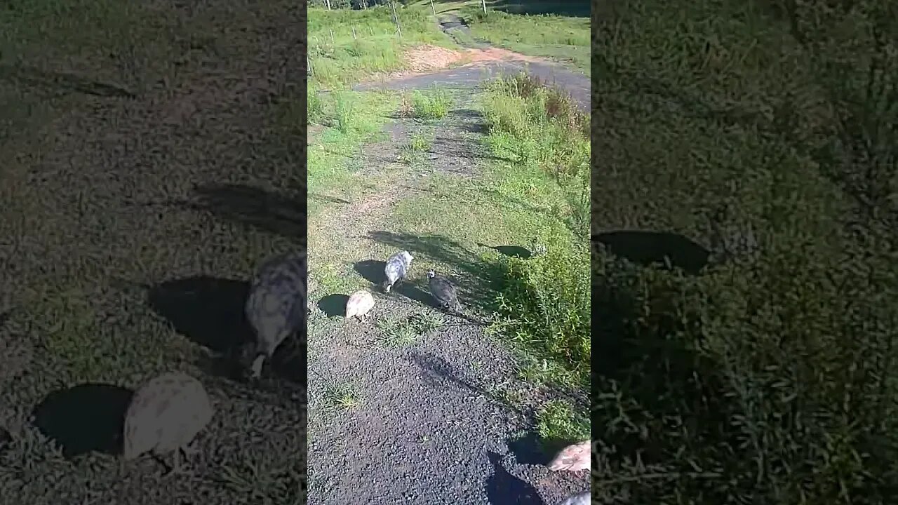 free range guinea fowl