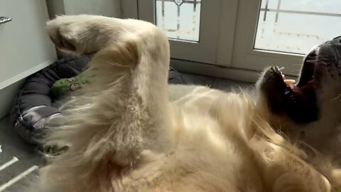 Golden Retriever Attacked by Golden Retriever Puppy