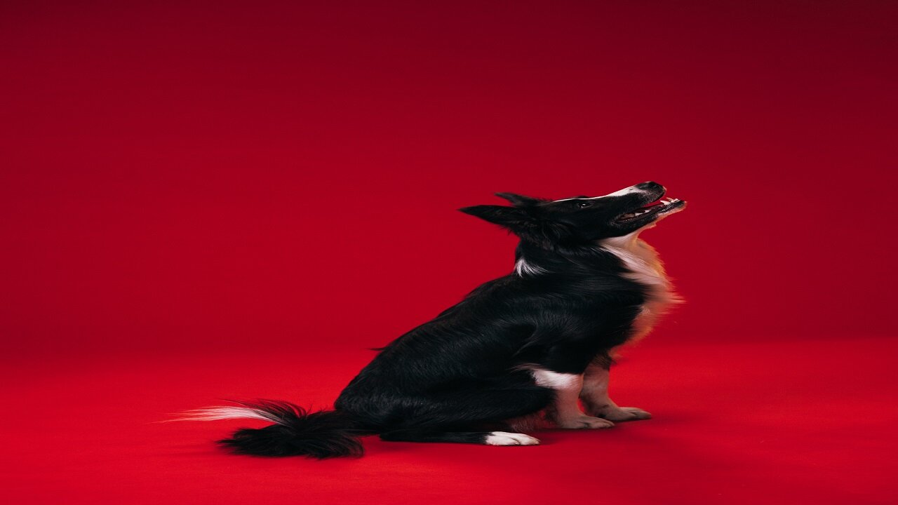TOP 10 dog barking videos in 2021