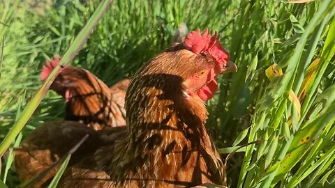 Afternoon Layabout ft. Bamboo - Jess - Possum / The Chooks