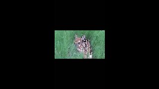 Bambi On Video * must see*