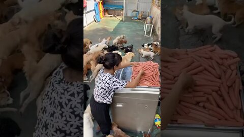 #shorts Смешные Собаки Из Тик Тока 85 Funny Dogs From Tiktok