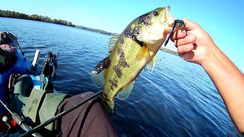 BASS, SPOTTED BASS AT GREEN LANE