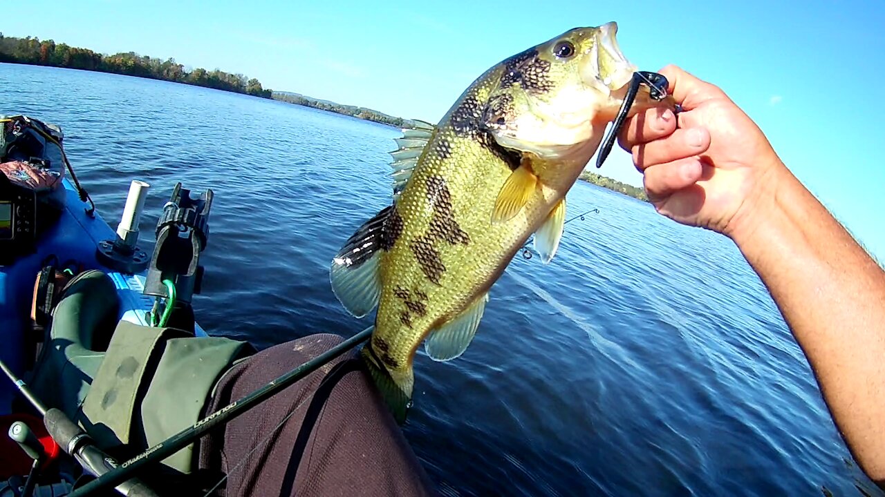 BASS, SPOTTED BASS AT GREEN LANE