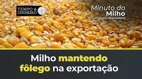 Milho mantendo fôlego na exportação