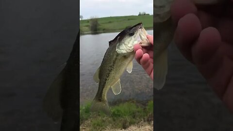 Bass fishing #getreel #fish #catchingfish #fishing #bass #bassfishing #bassfish #sport #fishingvideo