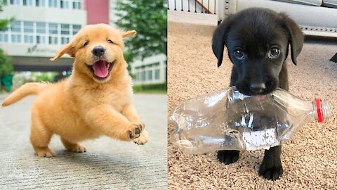 Cute Labra Dog Puppies - Cute Dog Funny Video