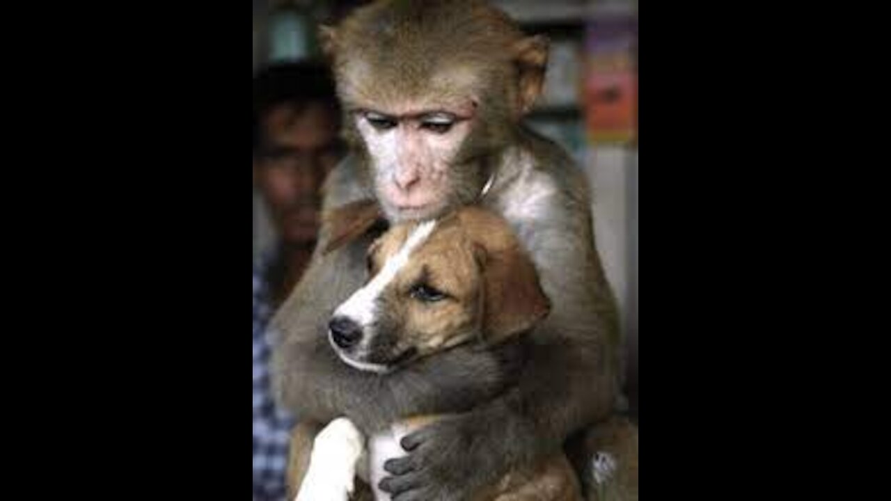 monkey that adopted the puppy, and they became best friends