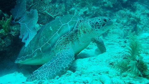 Three-legged sea turtle enjoys back scratch