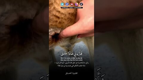 Quran Recitation #quran #shorts