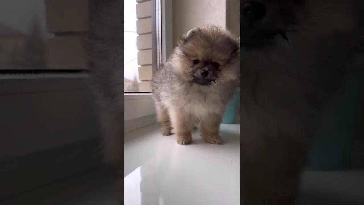 😂 cute dog video 😂, part 142 #shorts