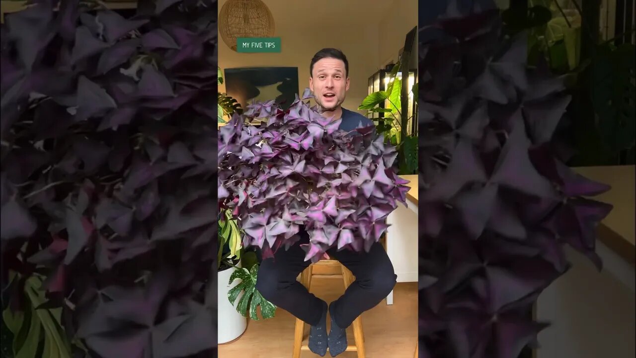 How to grow a lush oxalis #caretips #oxalistriangularis