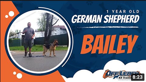 German Shepherd with Aggression Issues - German Shepherd Dog Training 101!