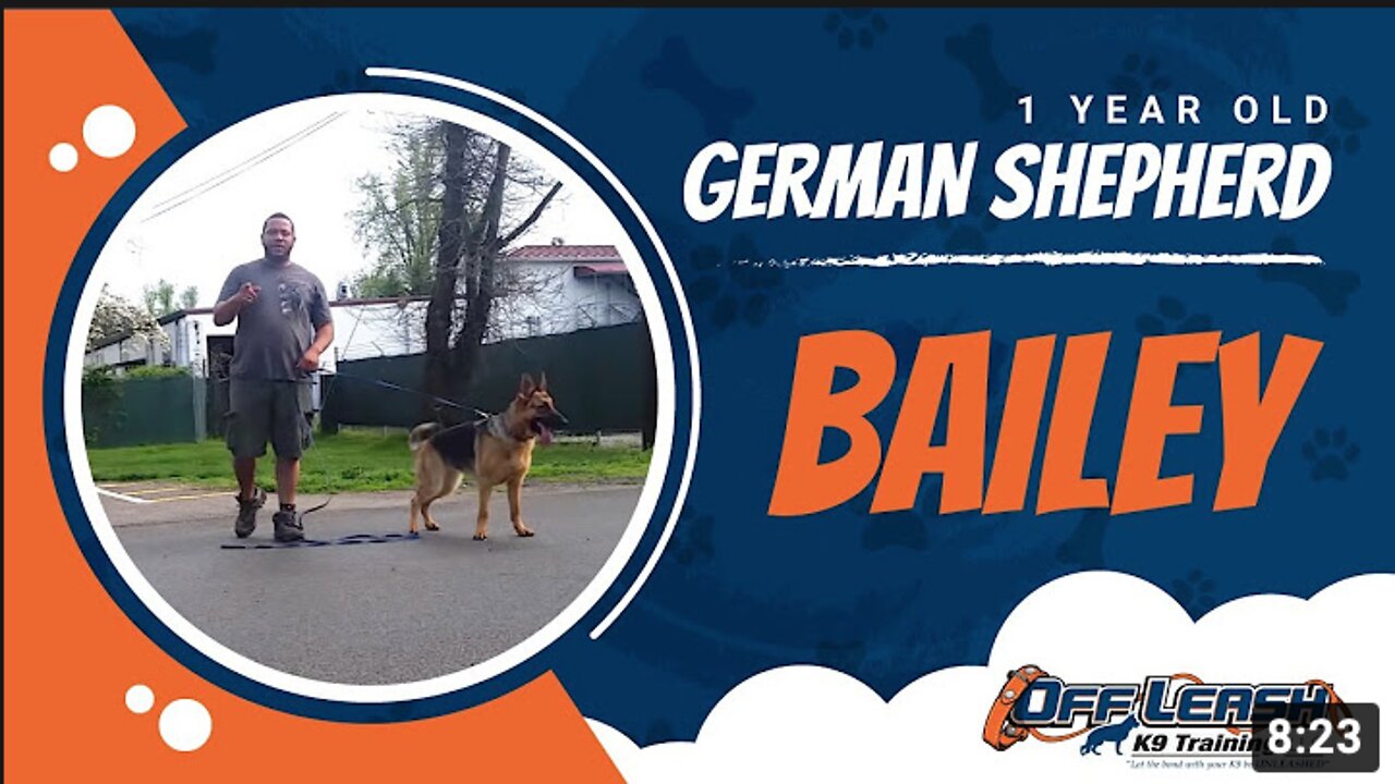 German Shepherd with Aggression Issues - German Shepherd Dog Training 101!