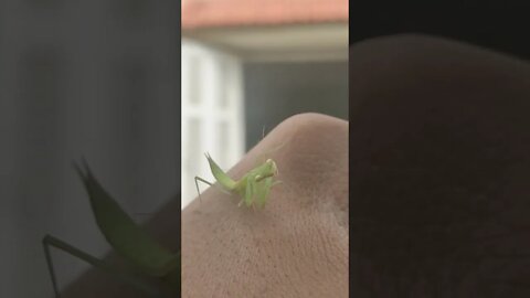 Have You Ever Seen That Mantis That Close ???