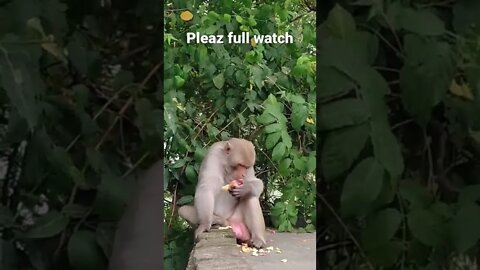 mokey funny video