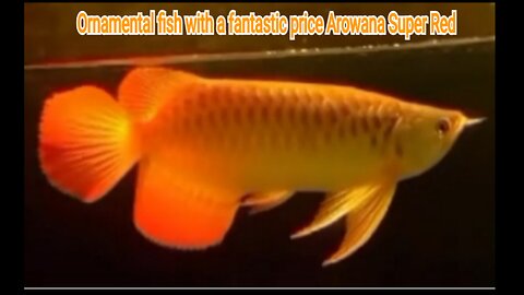 Ornamental fish with a fantastic price Arowana Super Red