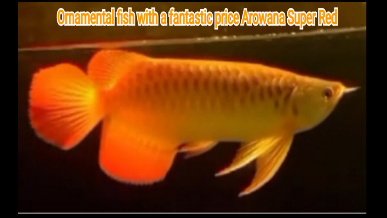 Ornamental fish with a fantastic price Arowana Super Red