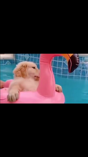 Golden Retriever is totally chill while sitting in pool on a rainy day