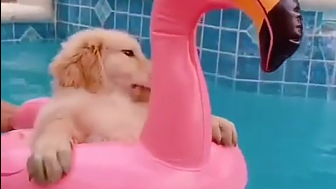 Golden Retriever is totally chill while sitting in pool on a rainy day