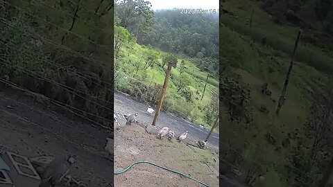 Farm monitoring animals