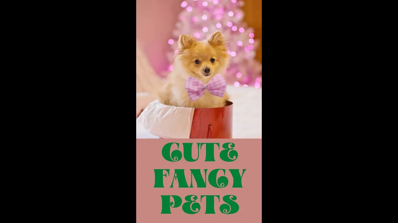 cute fancy pets | Boom Bestie | #shorts #youtubesborts #treanding #shorts_viral