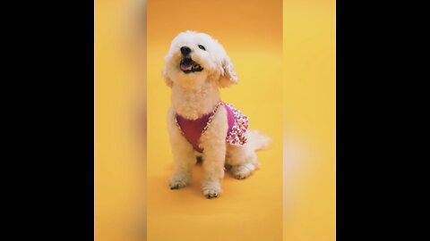 Dogs are named as what? #shorts