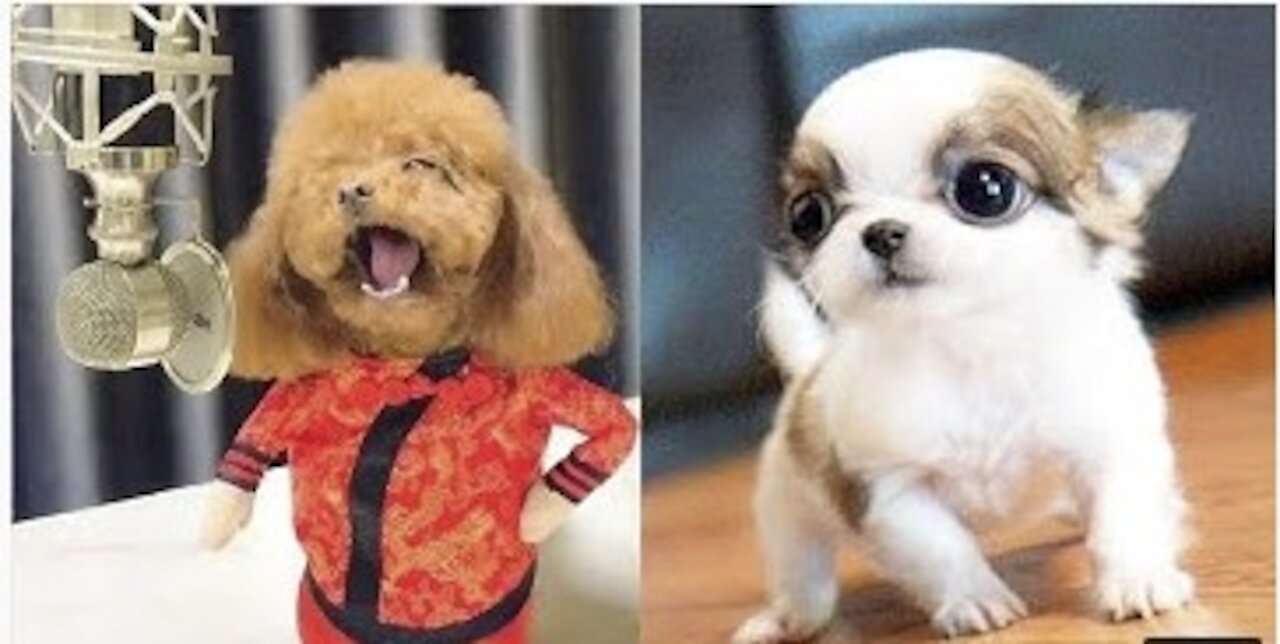 Cute Puppies 😍 Cute Funny and Smart Dogs Compilation #16 - Cute Buddy