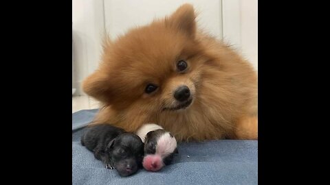 We are hungry Mommy..Mother's Love
