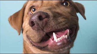 Forladt hund bliver en terapiven