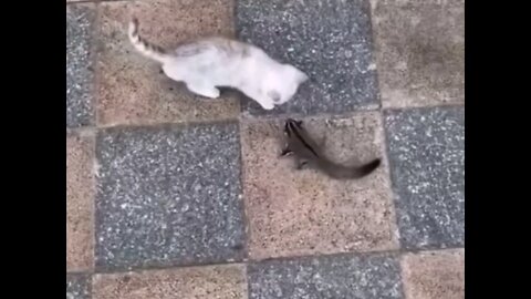 A sweet fight between cat and cat🤣😂 trending video