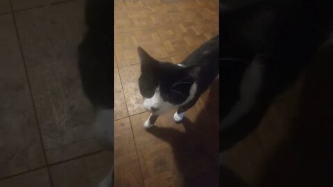 I'll turn you into a cat