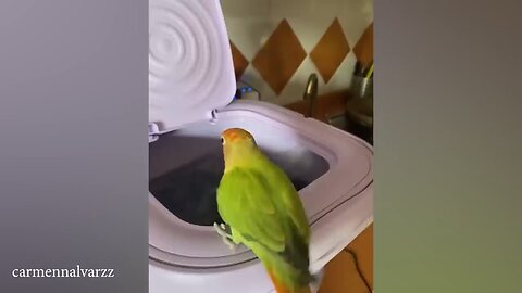 funny comedy pet