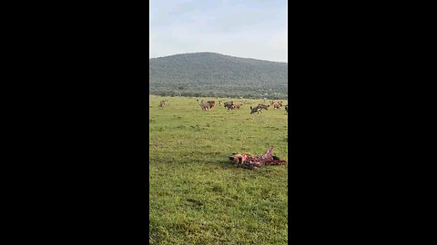 Hyena pack vs lion
