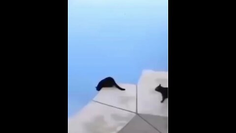 Best Funny Video -Cat Pushes Other Cat into a Pool #shorts